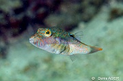 Canthigaster bennetti-Wakatobi Pasar wajo jetty-5m-20180602-Denis-ADER-DSC_3419_tn